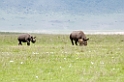 Black Rhinoceros